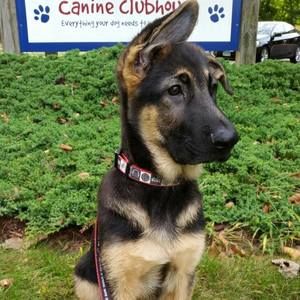 Meet your Posher, Chris